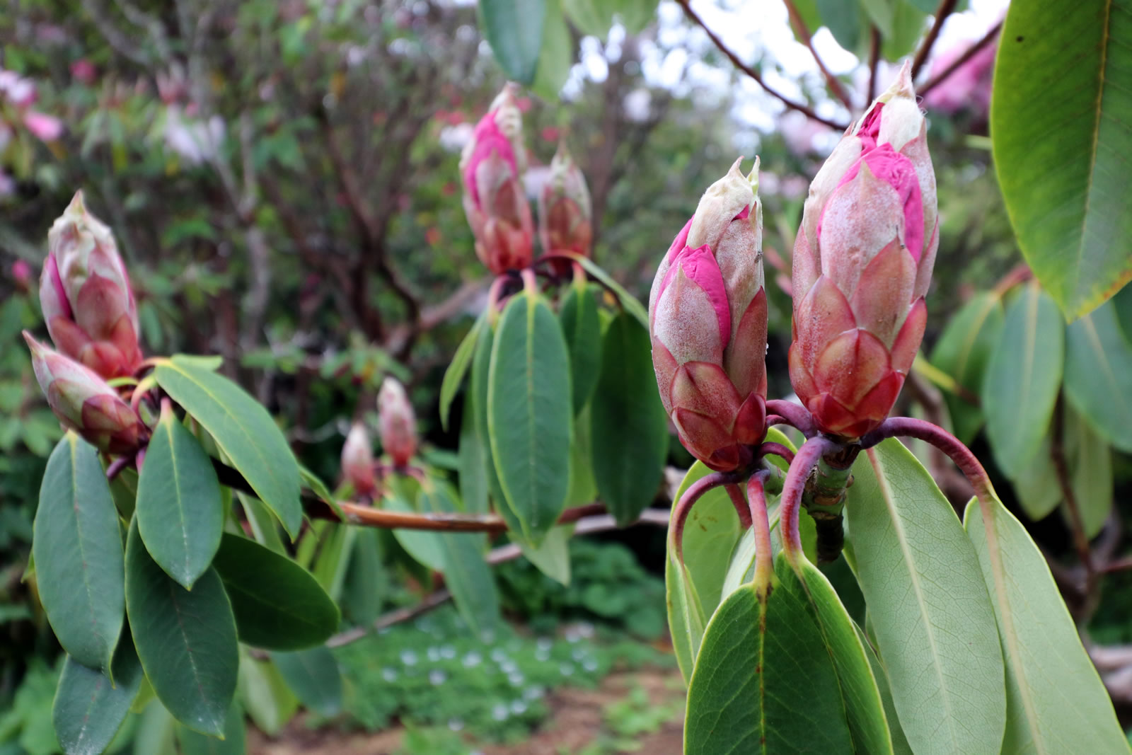 2017 10 15 Botanic Gardens 03